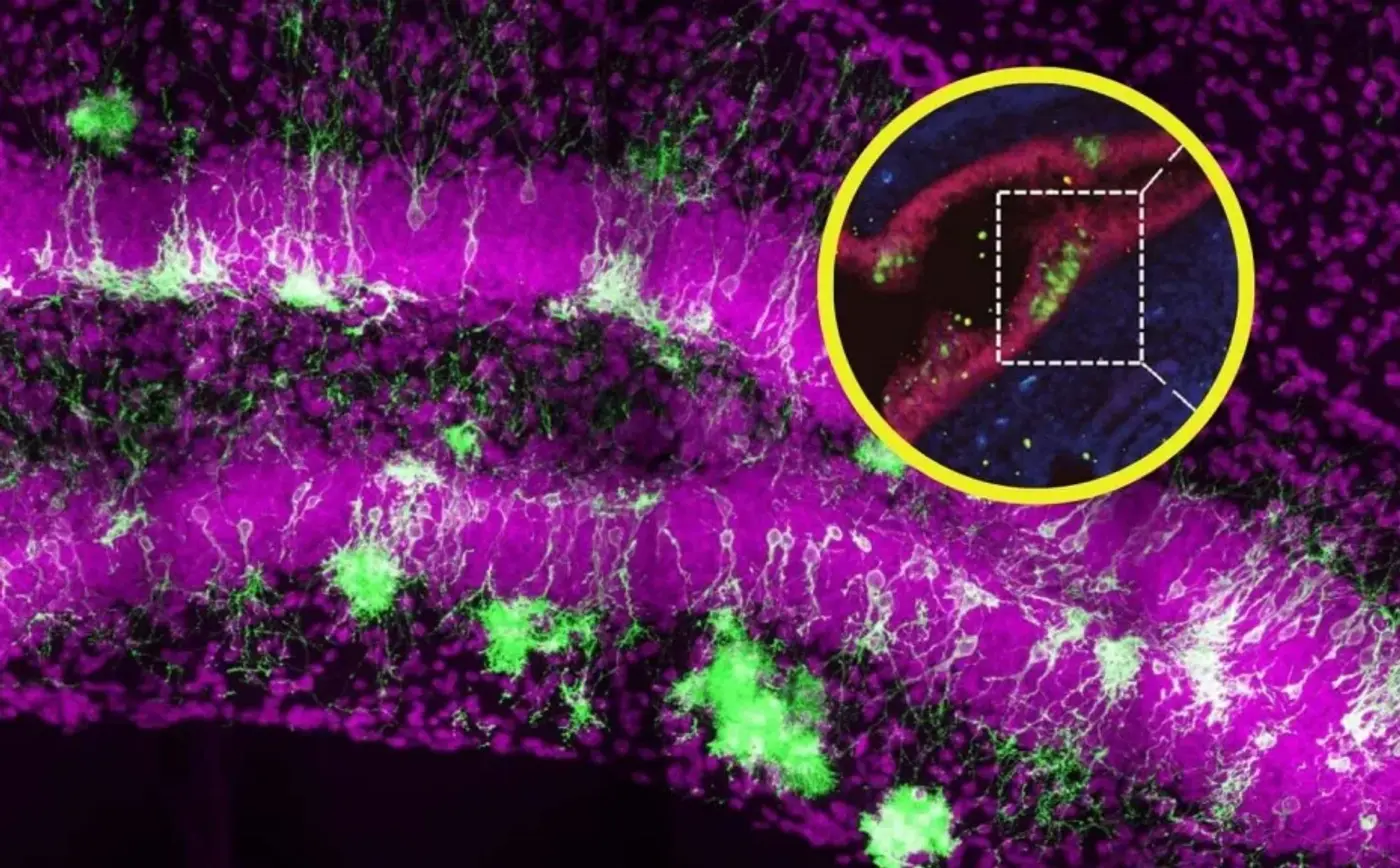 ¿Una nueva era en medicina regenerativa? Descubren células madre neurales fuera del cerebro